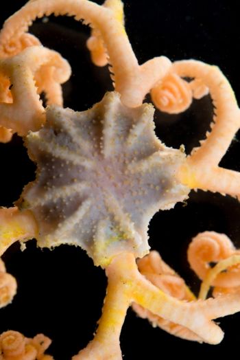 Media type: image;   Invertebrate Zoology 152366